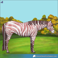 Horse Color:Blue Roan Appaloosa 