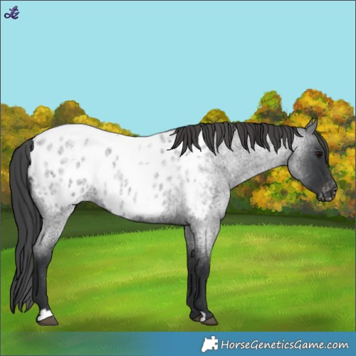 Horse Color:Blue Roan Appaloosa 