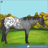 Horse Color:Blue Roan Appaloosa