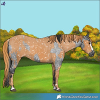 Horse Color:Blue Roan Appaloosa  and Chestnut Splash Appaloosa 