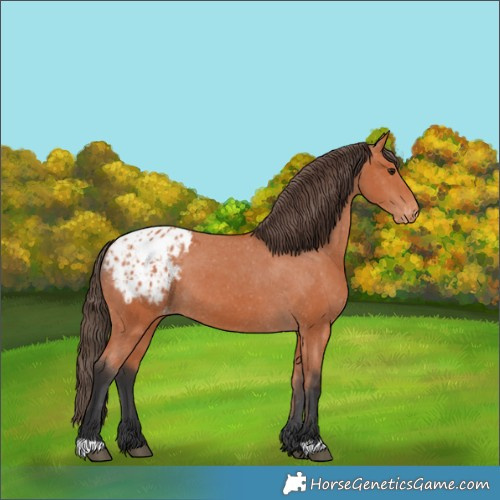 Horse Color:Bay Appaloosa