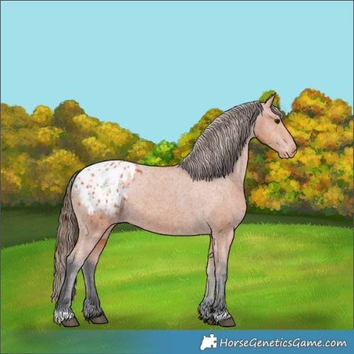 Horse Color:Bay Blanket