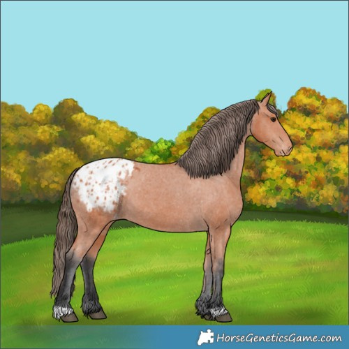 Horse Color:Bay Appaloosa 