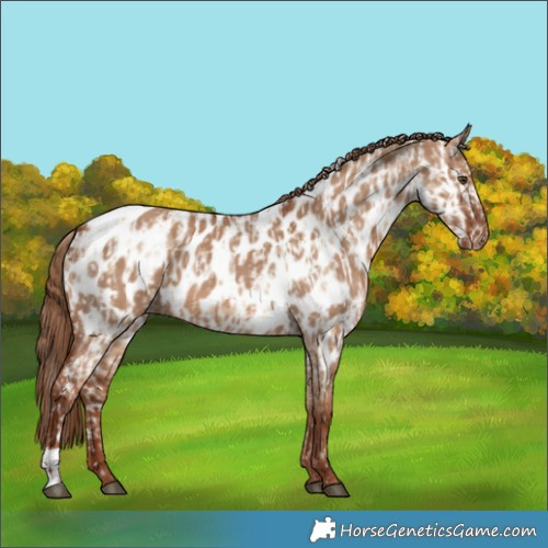 Horse Color:Red Dun Appaloosa  and Red Dun Appaloosa 