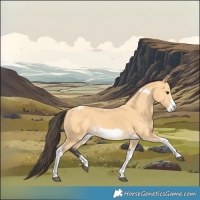 Horse Color:Buckskin Tobiano Frame