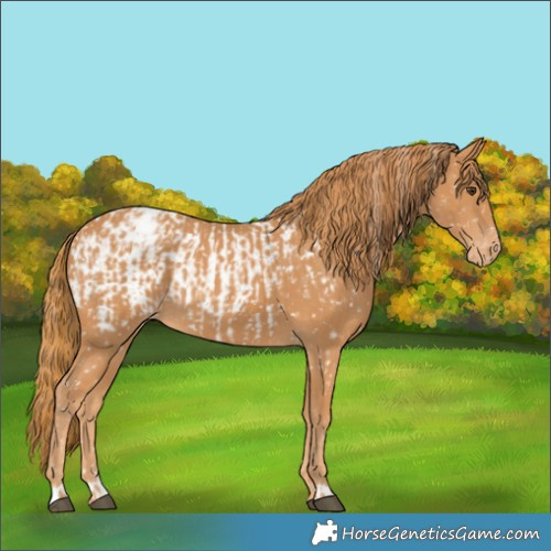 Horse Color:Chestnut Blanket  and Chestnut Snowflake Varnish 