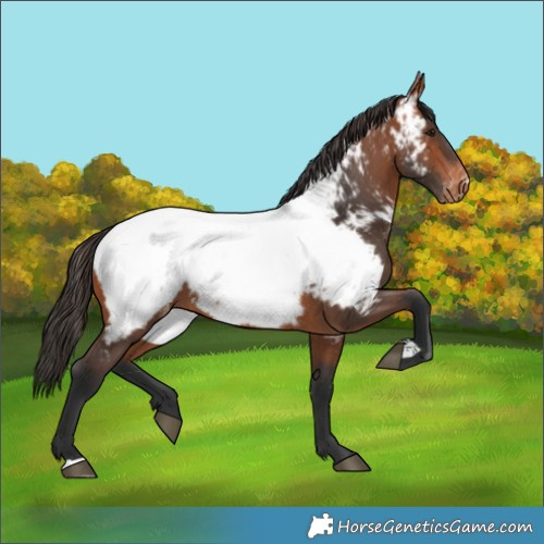 Horse Color:Bay Near Fewspot 