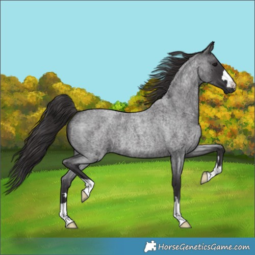 Horse Color:Smoky Blue Roan 