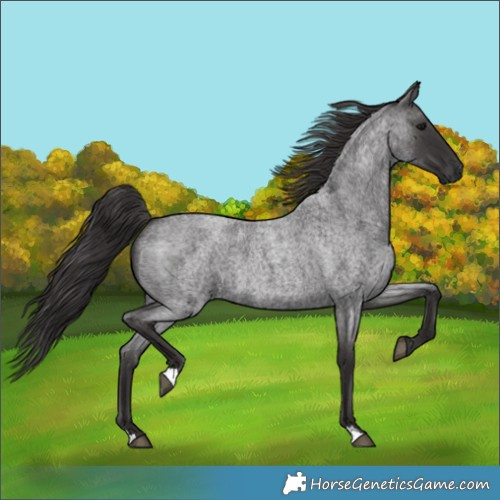 Horse Color:Smoky Blue Roan 