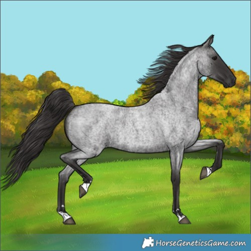 Horse Color:Smoky Blue Roan 