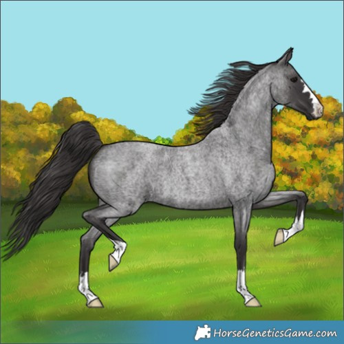 Horse Color:Smoky Blue Roan 