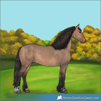 Horse Color:Bay Dun  and Bay Dun 
