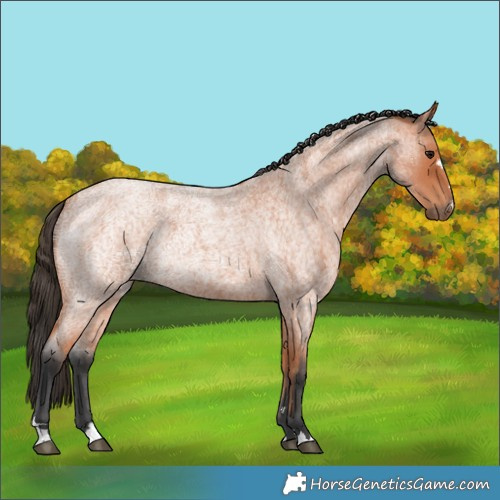 Horse Color:Bay Ice Roan 