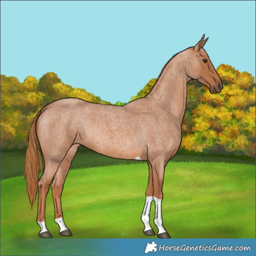 Horse Color:Red Roan Tobiano 