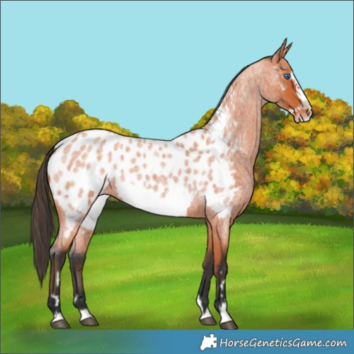 Horse Color:Bay Roan Frame Appaloosa