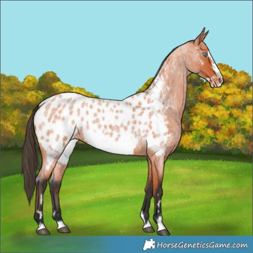 Horse Color:Bay Roan Frame Appaloosa 