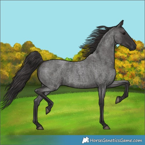 Horse Color:Smoky Blue Roan 