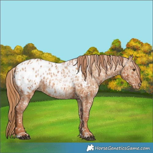 Horse Color:Chestnut Appaloosa  and Red Dun Appaloosa 