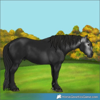 Horse Color:Gray Black 