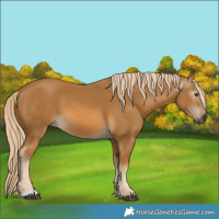 Horse Color:Gray Palomino