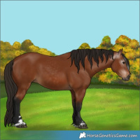 Horse Color:Gray Bay 