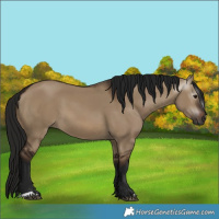 Horse Color:Gray Brown Dun 