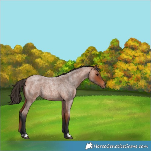 Horse Color:Bay Roan