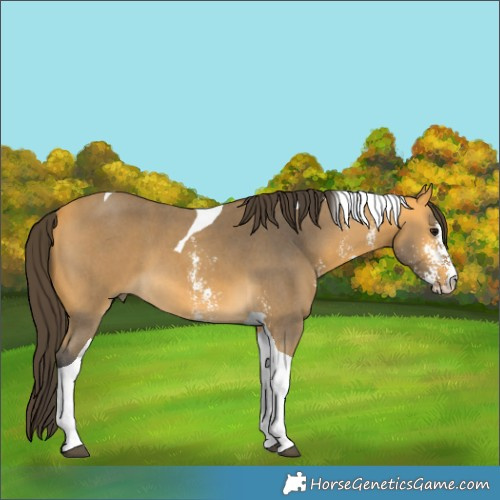 Horse Color:Buckskin Sabino Tobiano 