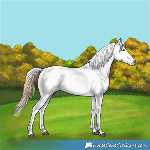 Horse Color:White Spotted Chestnut 