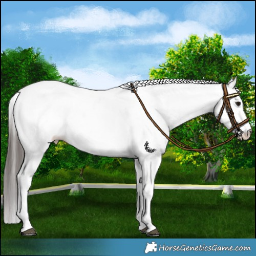 Horse Color:White Spotted Bay 