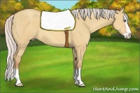 Horse Color:Silver Amber Champagne Dun Sabino Splash