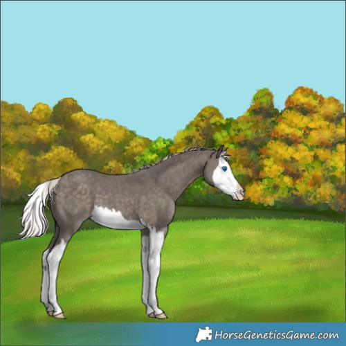 Horse Color:Silver Black Splash 