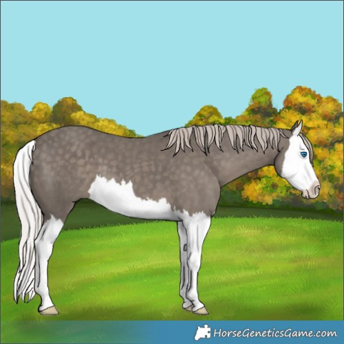 Horse Color:Silver Black Splash 
