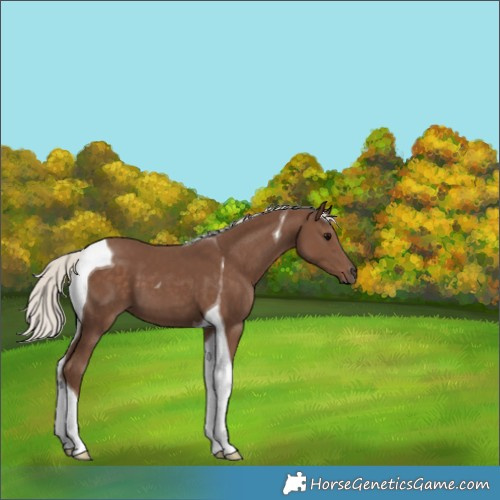 Horse Color:Silver Black Tobiano 