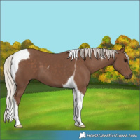 Horse Color:Silver Black Tobiano 