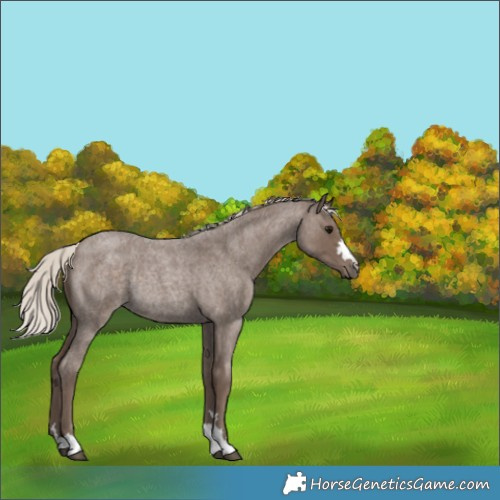 Horse Color:Silver Blue Roan Rabicano
