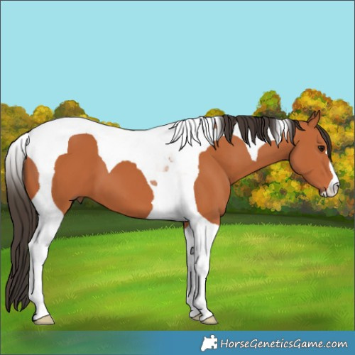 Horse Color:Bay Tobiano 