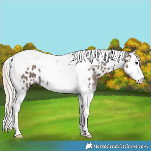 Horse Color:Silver Black Splash Tobiano Appaloosa 