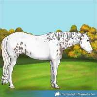 Horse Color:Silver Black Splash Tobiano Near Leopard 