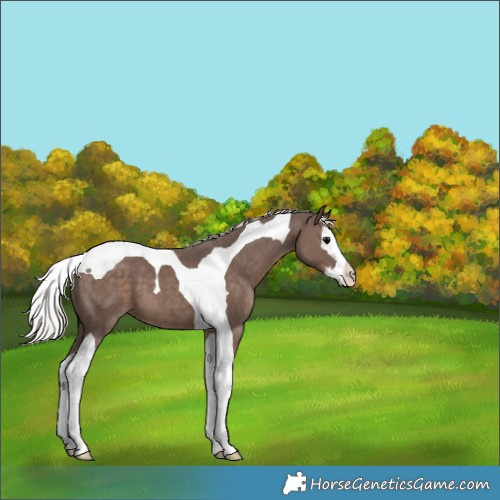 Horse Color:Silver Black Splash Tobiano 