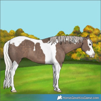 Horse Color:Silver Black Splash Tobiano