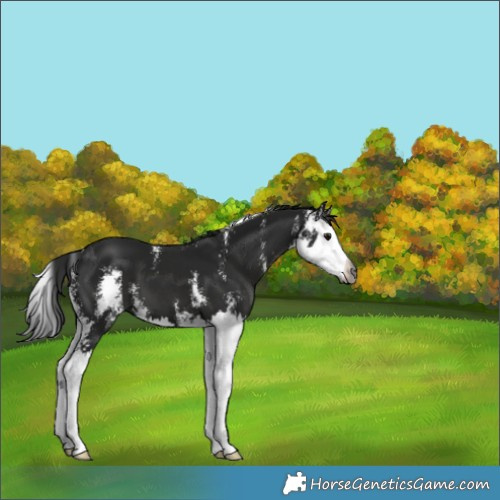 Horse Color:Gray Black Sabino Splash