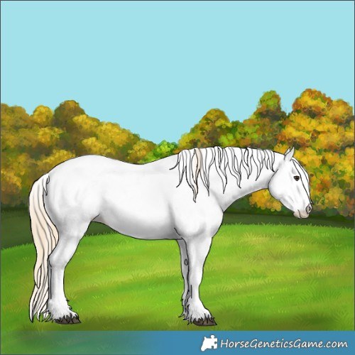 Horse Color:White Spotted Chestnut 