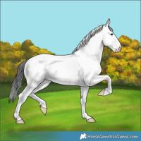 Horse Color:White Spotted Black