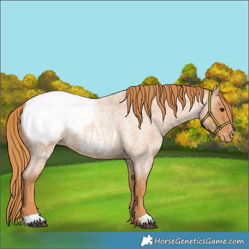 Horse Color:Red Roan Appaloosa 