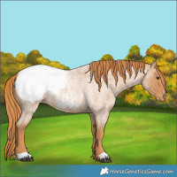 Horse Color:Red Roan Appaloosa