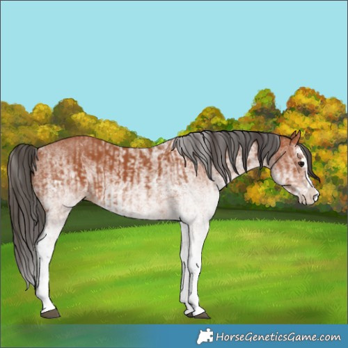 Horse Color:White Spotted Bay Splash and White Spotted Bay Splash