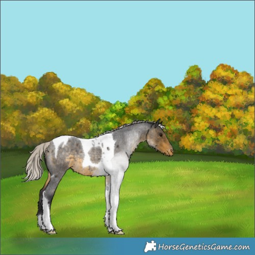 Horse Color:Silver Buckskin Roan Tobiano Varnish 