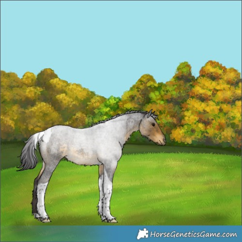 Horse Color:Buckskin Roan Tobiano 