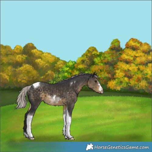 Horse Color:Silver Smoky Black Tobiano 